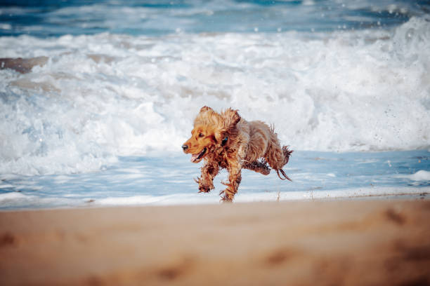 istock Dogs at the beach 1745503684