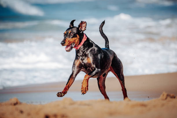 istock Dogs at the beach 1745503689