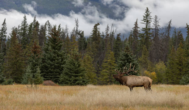 istock Elk Rut in The Rockies 1745503702