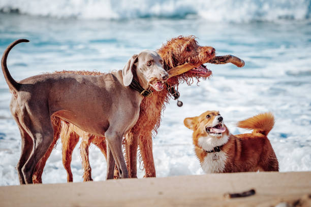 Dogs enjoying the beach