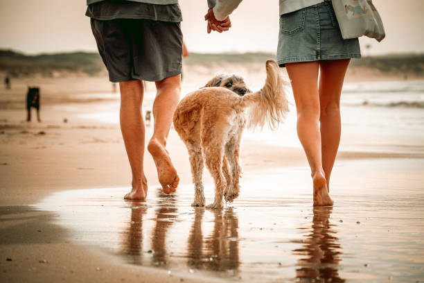 istock Dogs at the beach 1745504213