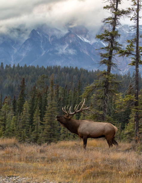 istock Elk Rut in The Rockies 1745504227