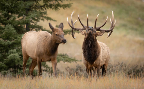 istock Elk Rut in The Rockies 1745504766