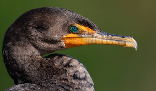 istock Cormorant Portrait in Florida 1745507534