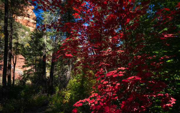 istock Fall forest foliage on Wilson Mountain Trail in Sedona 1745518568