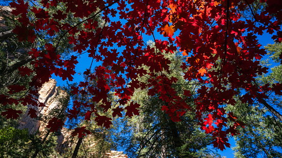 Fall forest foliage on Wilson Mountain Trail in Sedona