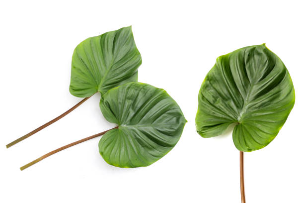 istock Homalomena rubescens (Roxb.) Kunth plant. Green leaves 1745519094