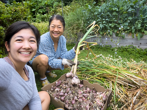 Asian mother and daughter show off abundant garlic harvest in back yard vegetable garden in a smartphone selfie.  Vancouver, British Columbia, Canada.