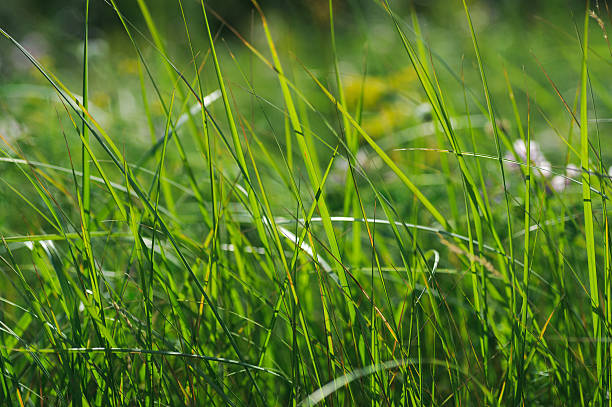 istock green summer shining grass in sunlightg. bright nature backgrounds 174554806