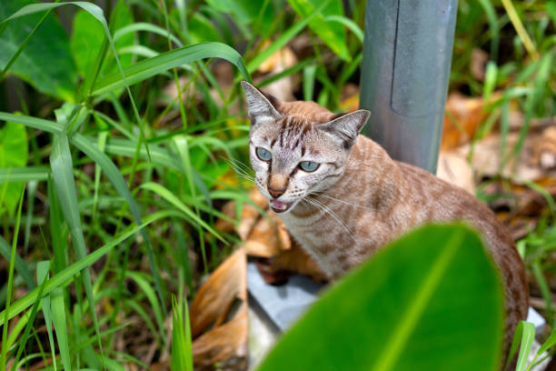A cat in the garden