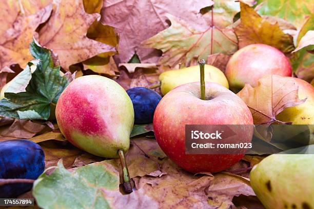 Em Folhas De Outono Frutos - Fotografias de stock e mais imagens de Adulto maduro - Adulto maduro, Alimentação Saudável, Amarelo