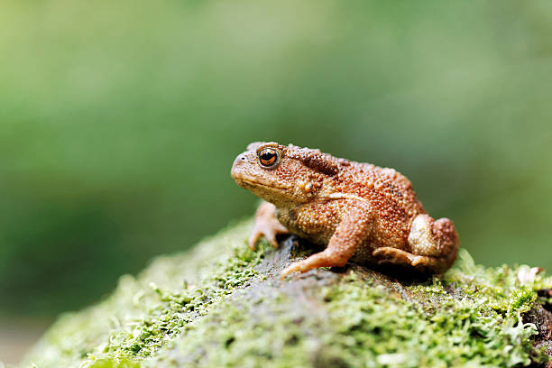 rospo comune, bufo - common toad foto e immagini stock