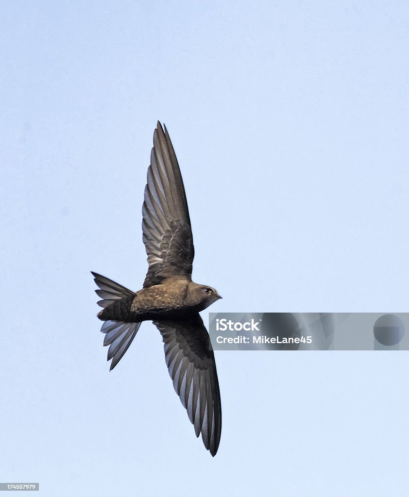 Swift, Apus Common swift, Apus apus, single bird in flight, Warwickshire, May 2012 Bird Stock Photo
