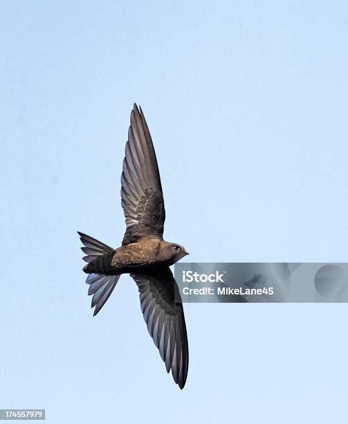 Swift Apus Stock Photo - Download Image Now - Bird, Common Swift, Speed