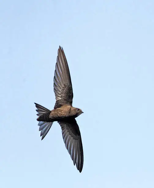 Common swift, Apus apus, single bird in flight, Warwickshire, May 2012