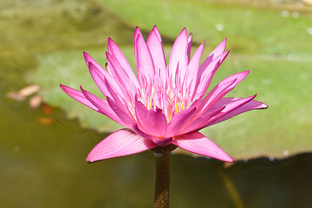 istock pink lotus flower 174558914