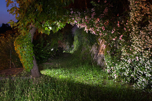 Bush Image Night 690+ Rose Bush Night Stock Photos, Pictures & Royalty-Free Images - iStock