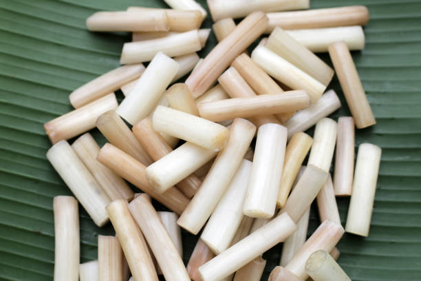 istock Fresh lotus rootlet on banana leaf 1745603750