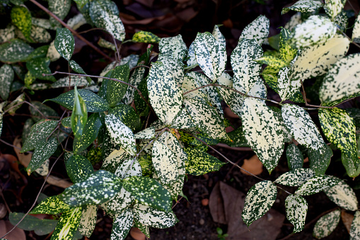 The Kawakawa (Macropiper excelsum) Shrub is readily recognised by the heart-shaped leaves often full of holes due to chewing damage by a species of Caterpillar of the Kawakawa Looper Moth (Cleora scriptaria). Kawakawa is a versatile herb and one of the most important in Māori medicine Rongoa. It has been used traditionally to treat cuts, wounds, stomach and rheumatic pain, skin disorders, toothache. Leaves with holes eaten by insects are especially suitable because they have the most concentrated medicinal properties.