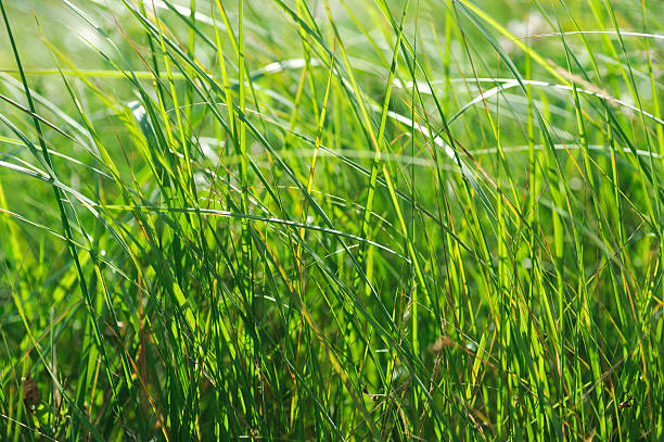 istock green summer shining grass in sunlightg. bright nature backgrounds 174563454