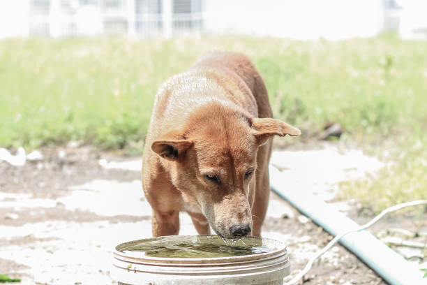 istock Older dog eating water in green background. 1745640161