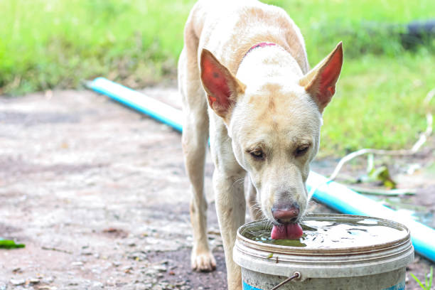 Older dog eating water in green background,concept photo of moment animal eating water.
