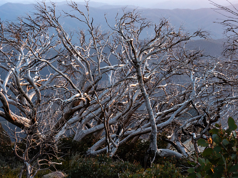 Fire burnt snow gums at sunset in Mount Buffalo National Park