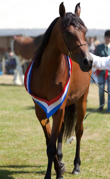 istock Champion Arabian Horse 174565598