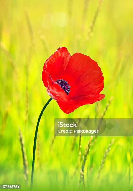 Photo libre de droit de Fleur De Coquelicot Rouge banque d'images et plus d'images libres de droit de Beauté de la nature - Beauté de la nature, Champ, Couleur vive