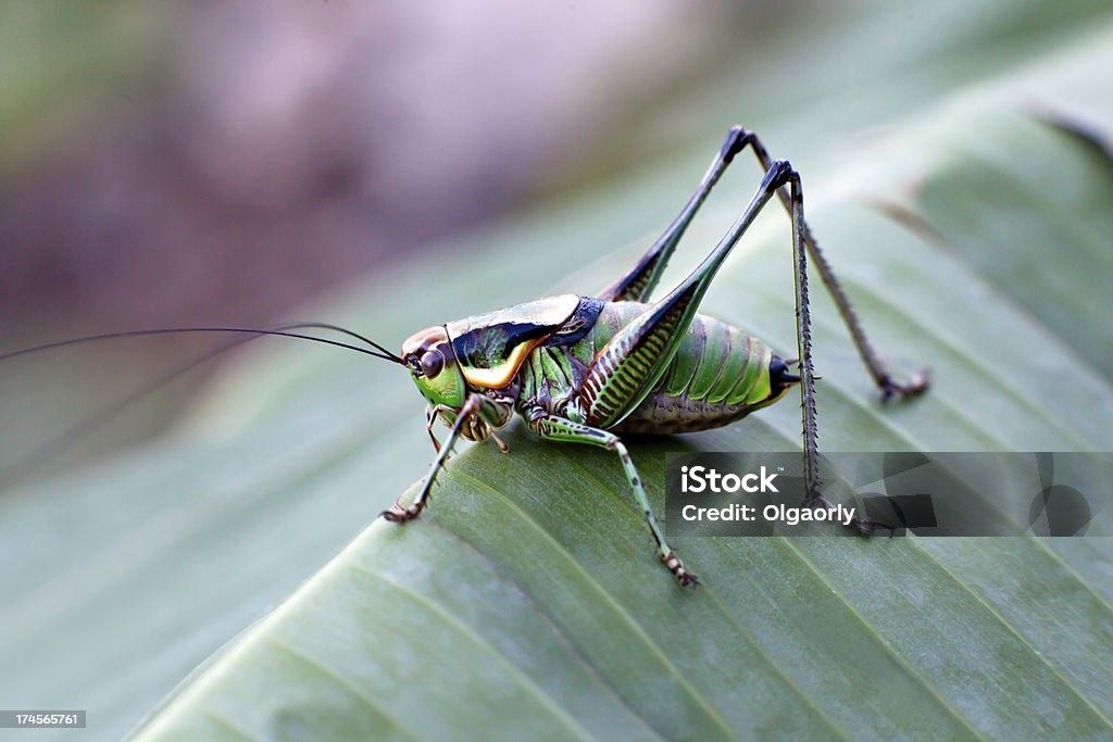 Green grasshopper - Zbiór zdjęć royalty-free (Bliskie zbliżenie)