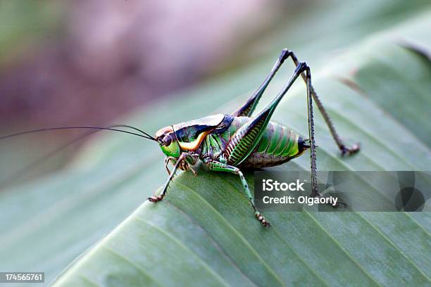 Green Grasshopper - zdjęcia stockowe i więcej obrazów Bliskie zbliżenie - Bliskie zbliżenie, Ciało zwierzęcia, Czułek