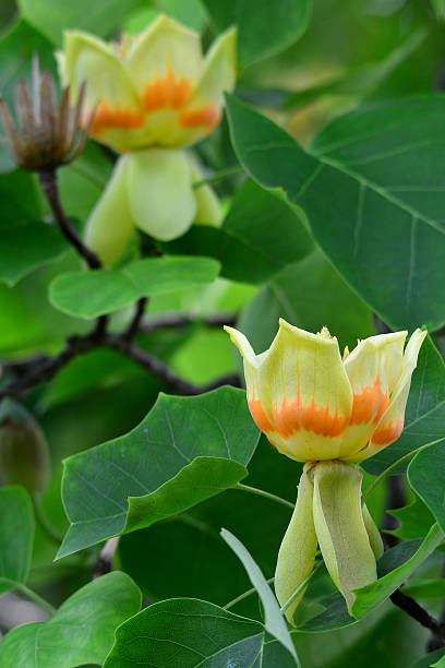 blom de árbol liriodendron tulipifera infrecuentes - blom fotografías e imágenes de stock