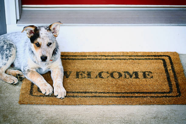 blue heeler cachorro que descansan en bienvenido mat en porche - parade of homes fotografías e imágenes de stock