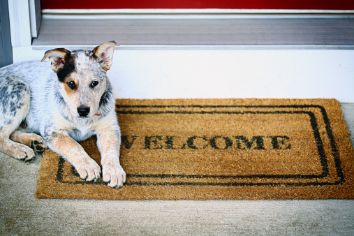 A Blue Heeler (also called an Australian Cattle Dog) is a mid-size breed of dog often used on ranches to herd cattle. They are also great family pets. This puppy is waiting at the front door for his owner to arrive.