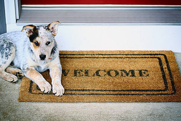 Blue Heeler puppy laying on welcome mat on porch stock photo