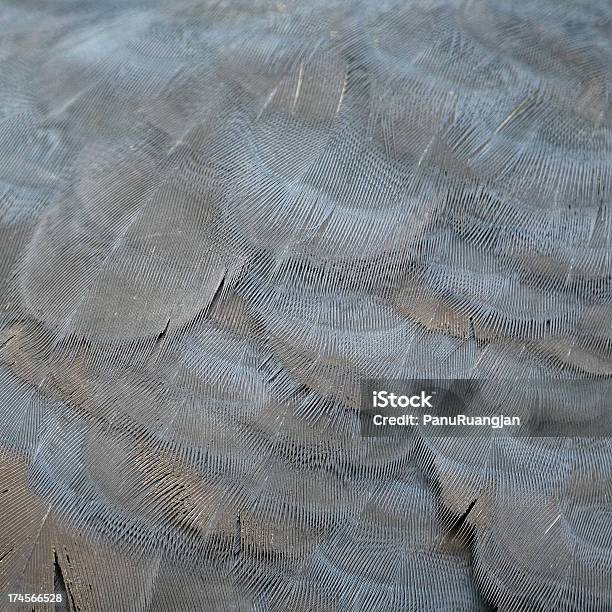 Victoria Crowned Feather Stockfoto und mehr Bilder von Abstrakt - Abstrakt, Afrika, Bildhintergrund