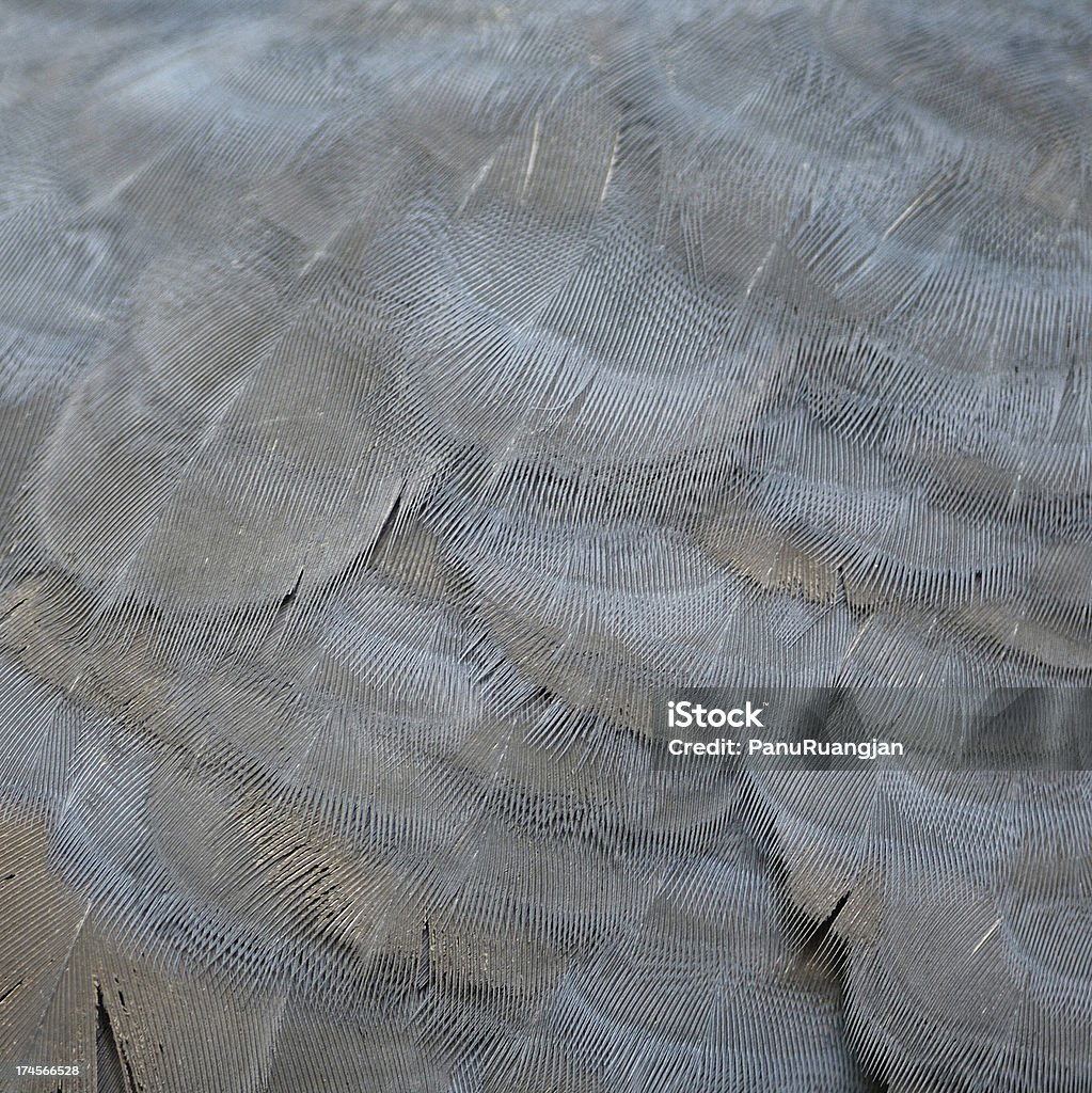 Pluma coronada Victoria - Foto de stock de Abstracto libre de derechos