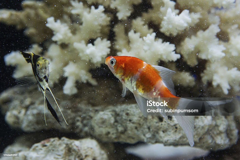 Acquario con una barriera corallina. - Foto stock royalty-free di Moresco