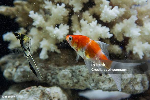 Acquario Con Una Barriera Corallina - Fotografie stock e altre immagini di Moresco - Moresco, Pesce rosso, Rosso