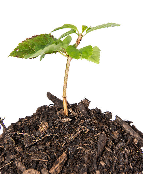 istock Seedling in a heap of earth 174569411