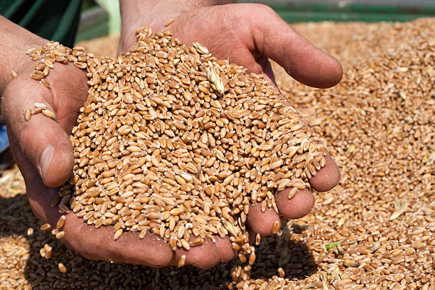 istock Handful of Wheat 174569673