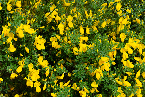 An abstract image of the many bright yellow blossoms on a wild Scotch Broom shrub.