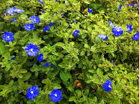 Photo of dwarf morning glory blooming in the morning