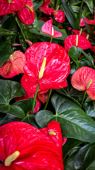 These anthurium plants are wonderful for home decor