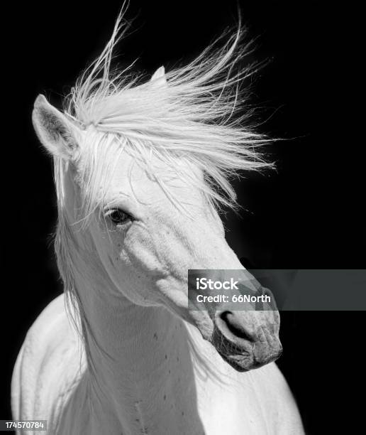 Garañón Blanco Caballo Andalús Bw Doma Y Monta Foto de stock y más banco de imágenes de Caballo blanco - Caballo blanco, Blanco - Color, Animal macho