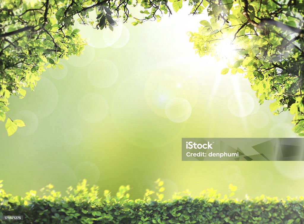 natural green background natural green Spring or summer season abstract nature background Art Stock Photo