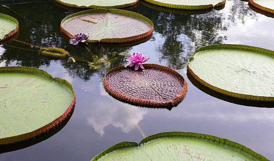 Victoria or giant waterlily is a genus of water-lilies