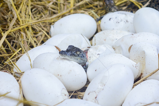 New born freshwater crocodile hatching from egg