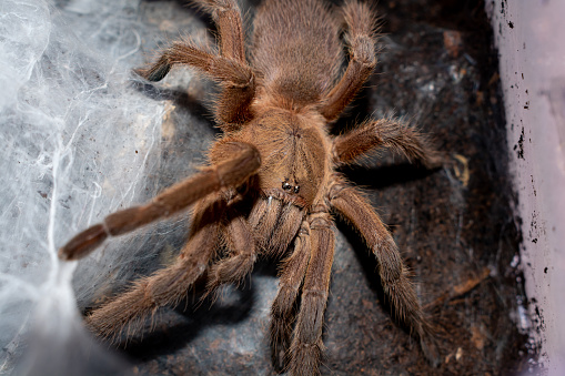 Brown tarantula on spider web. Asian Fawn tarantula (Chilobrachys huahini)