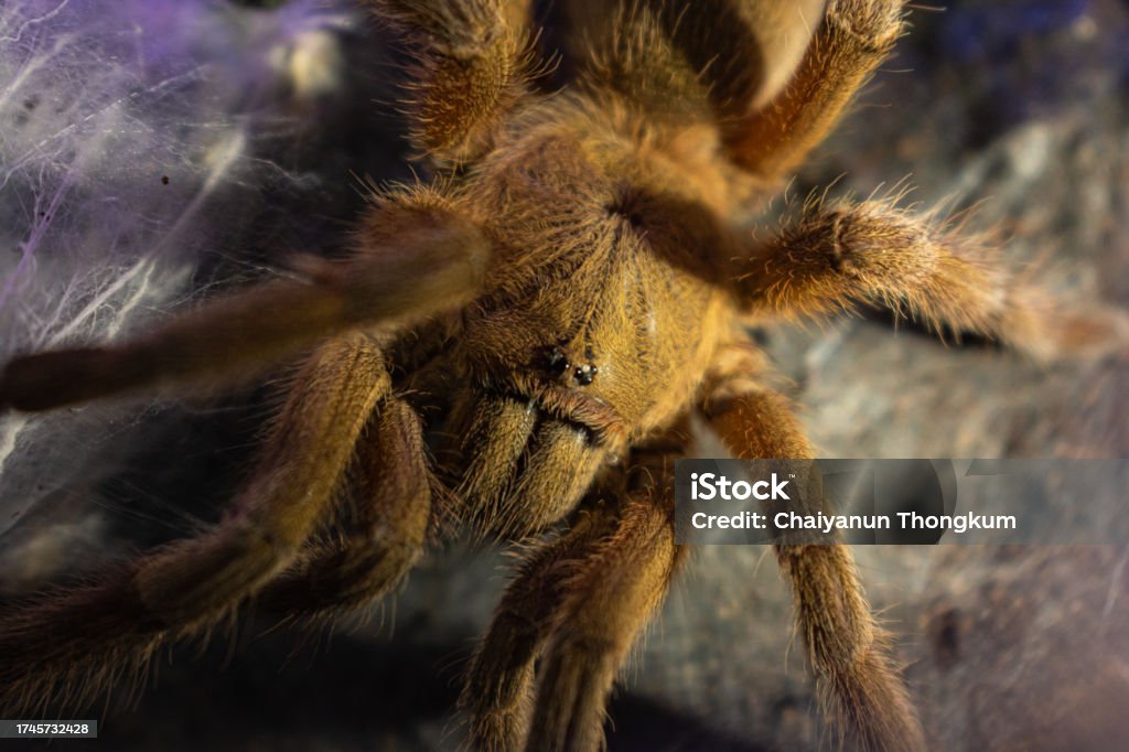 Java Brown Tarantula Brown Tarantula On Spider Web Stock Photo - Download Image Now - Animal ...